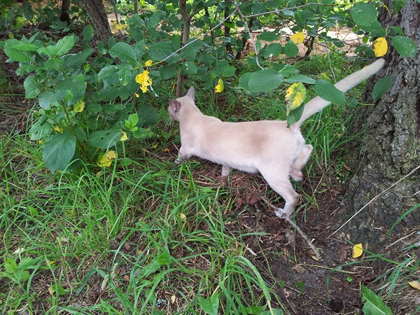 Бурманский кот Алдис Оскар на даче