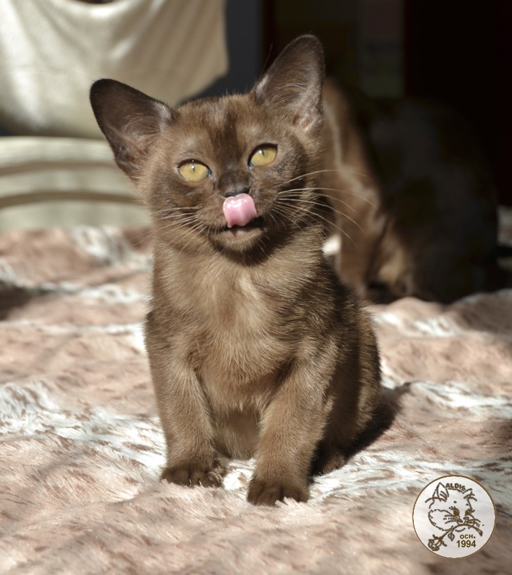 Scarlett - котенок бурма