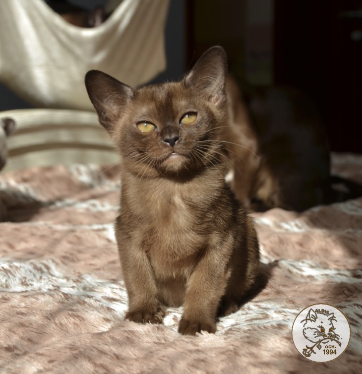 Scarlett - котенок бурма