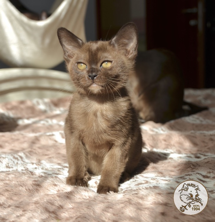 Scarlett - котенок бурма