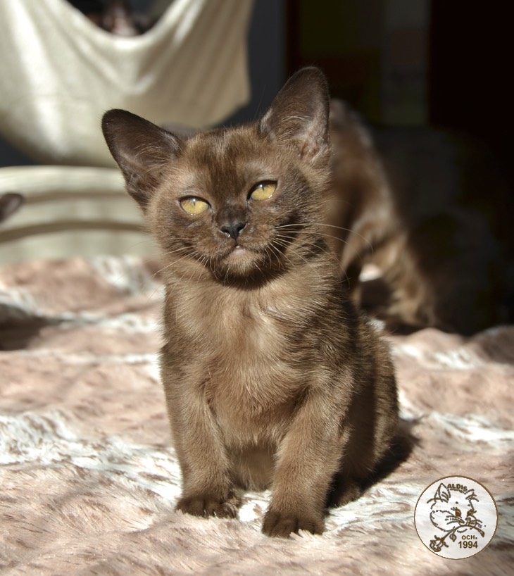 Scarlett - котенок бурма