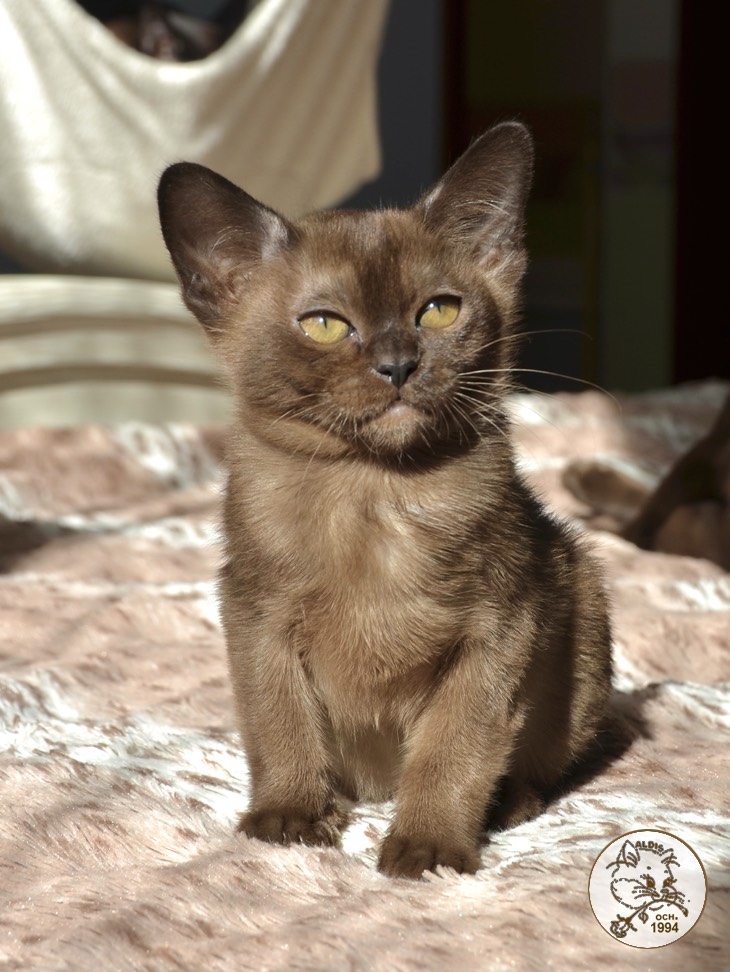 Scarlett - котенок бурма