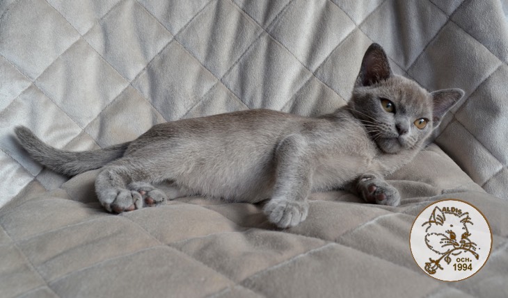 Котята бурма