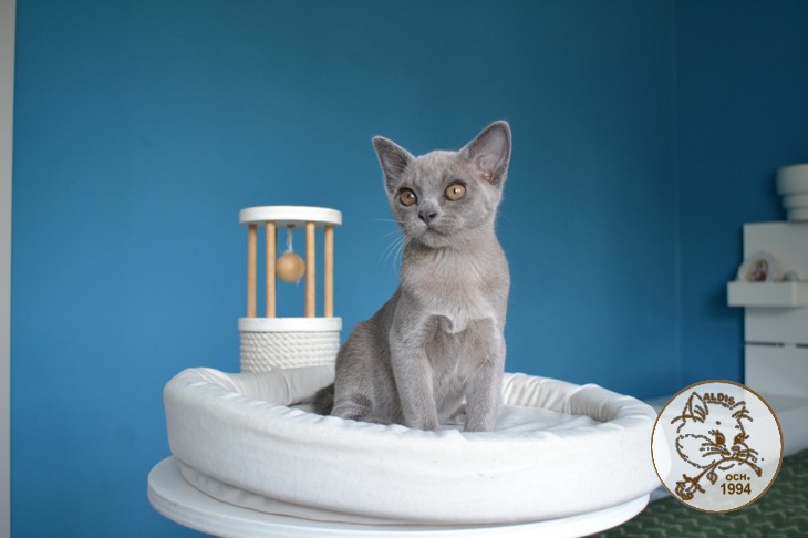 Котята бурма