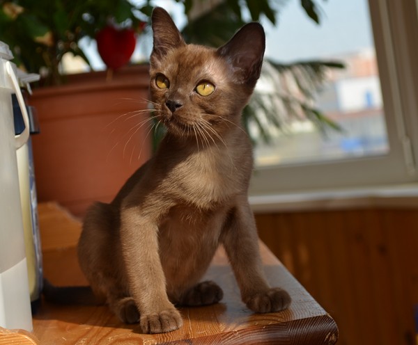 Aldis Ursula