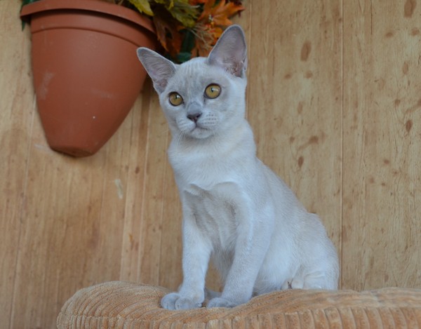 бурма котенок купить