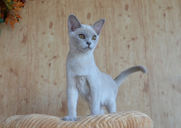 бурма котенок купить