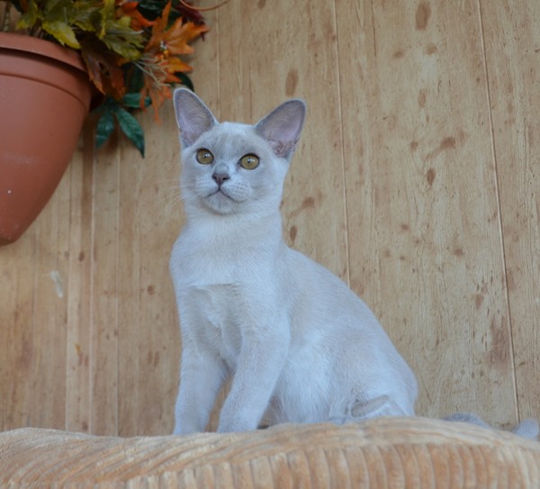 котенок бурма купить