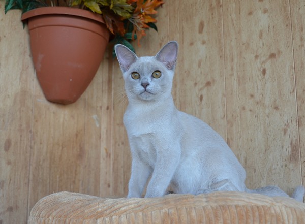 бурма котенок купить