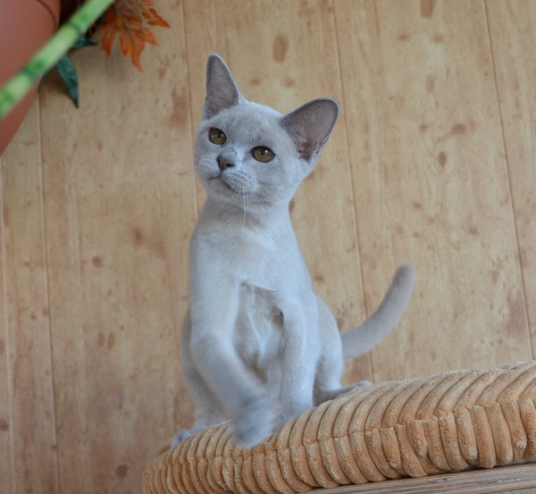 бурма котенок купить
