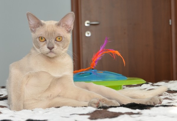 Aldis shannon - бурманский котенок на продажу
