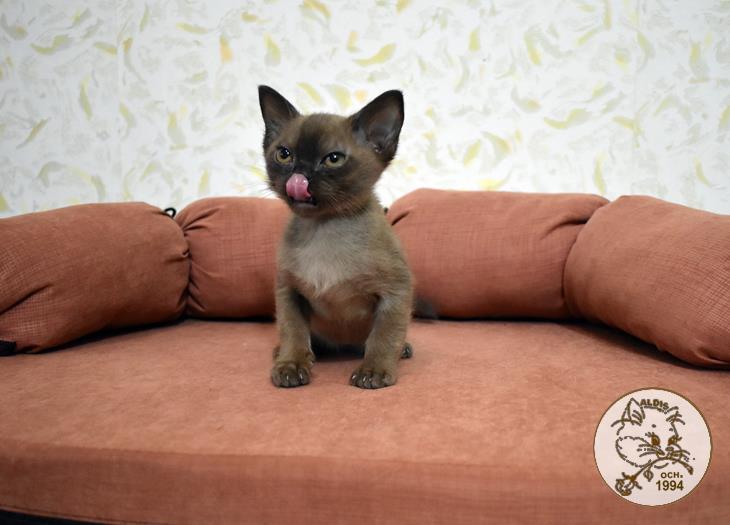 котенок бурма