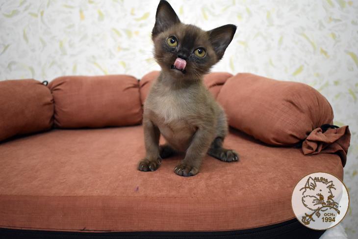 котенок бурма