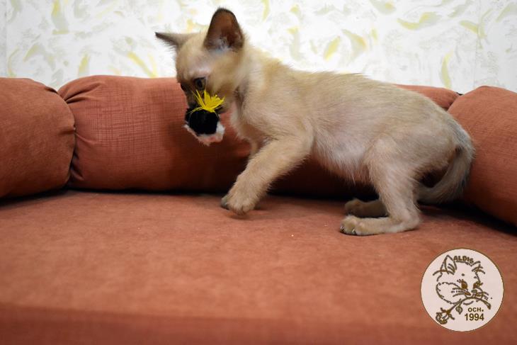 котенок бурма