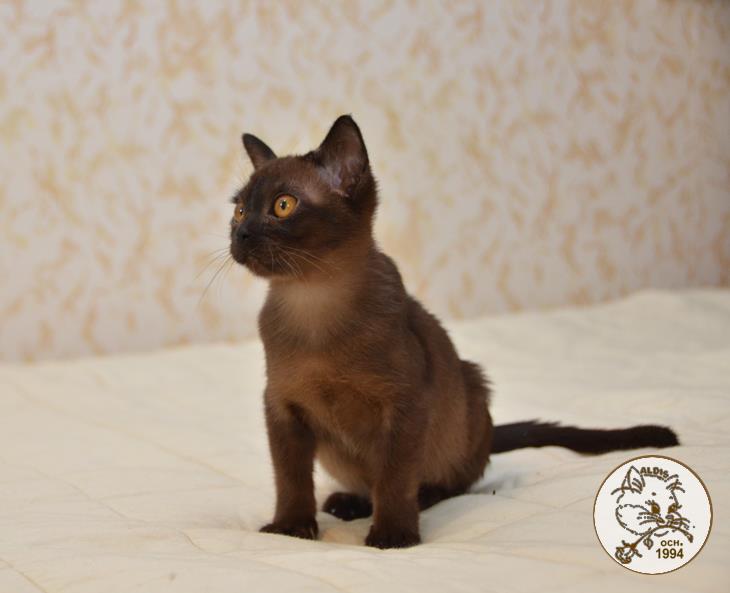 Котенок бурма купить