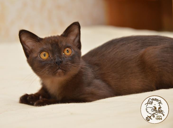 Котенок бурма купить
