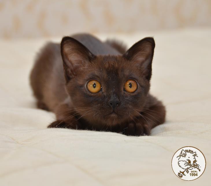 Котенок бурма купить