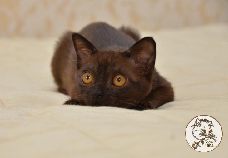 Котенок бурма купить