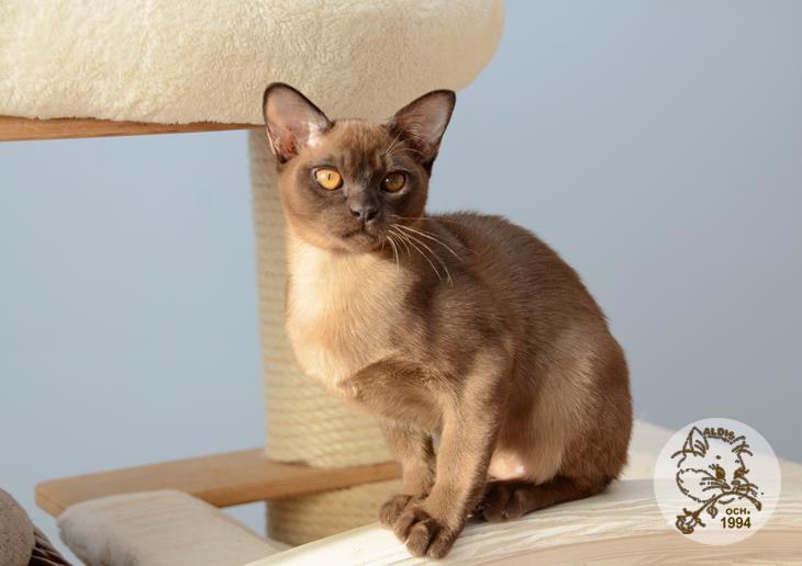 Алдис Ингвар кот бурма питомник котенок
