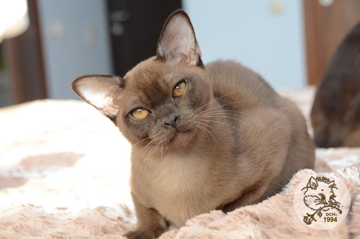 Алдис Ингвар кот бурма питомник котенок