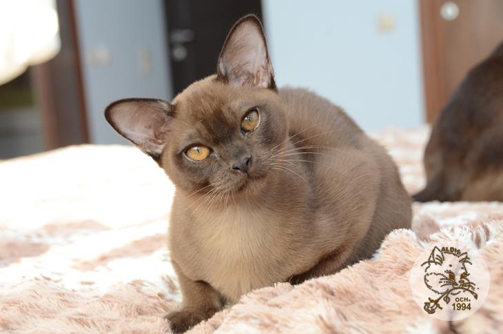 Алдис Ингвар кот бурма питомник котенок