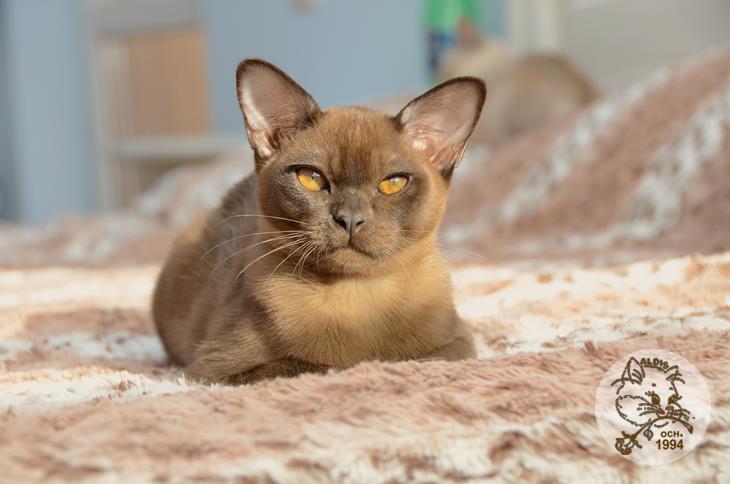 Алдис Ингвар кот бурма питомник котенок