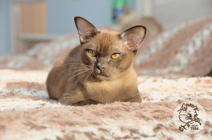 Алдис Ингвар кот бурма питомник котенок