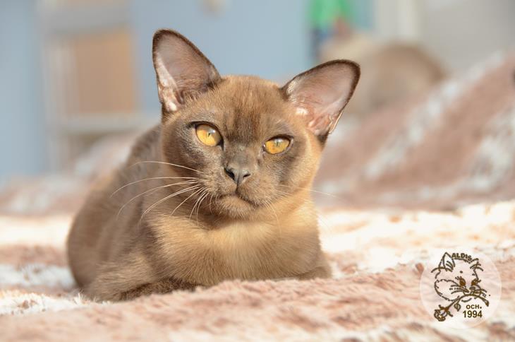 Алдис Ингвар кот бурма питомник котенок