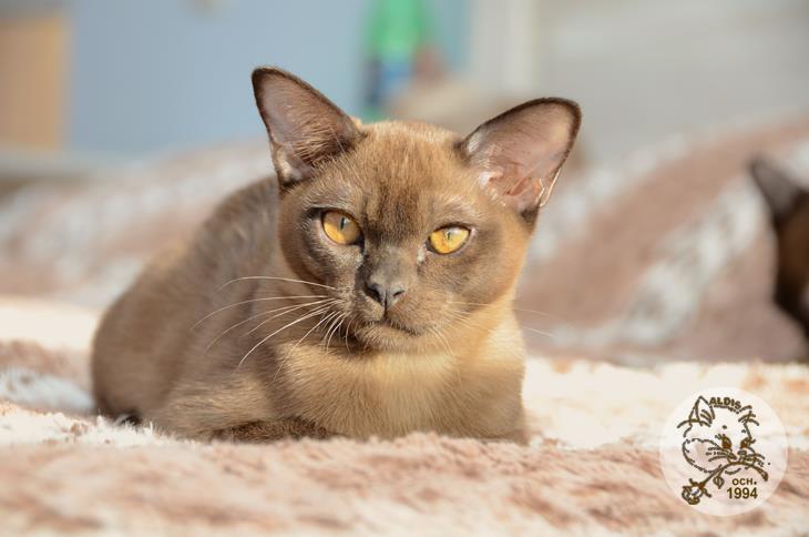 Алдис Ингвар кот бурма питомник котенок