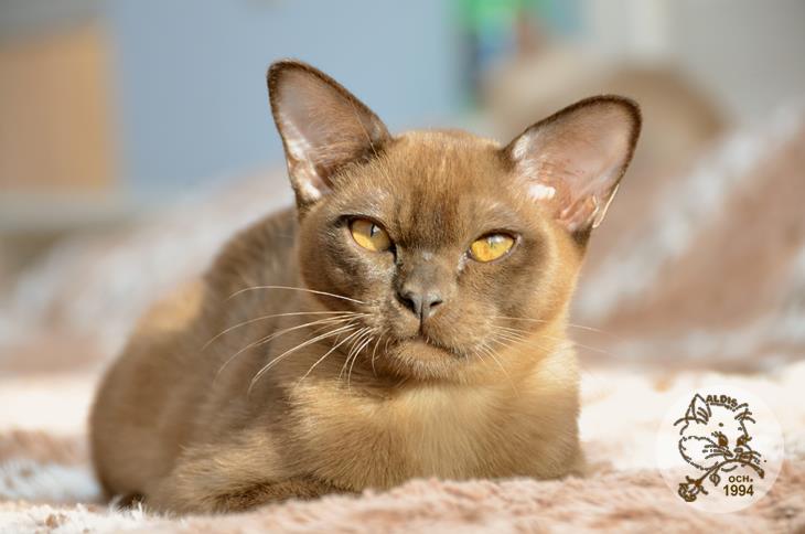 Алдис Ингвар кот бурма питомник котенок