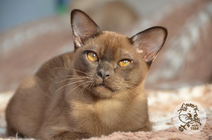 Алдис Ингвар кот бурма питомник котенок
