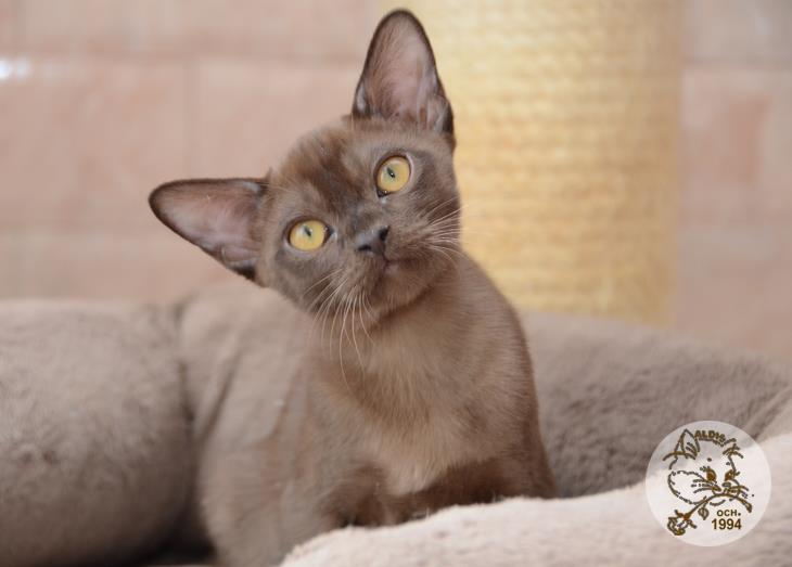 Aldemar Burma Aldis Питомник бурманских кошек купить бурма