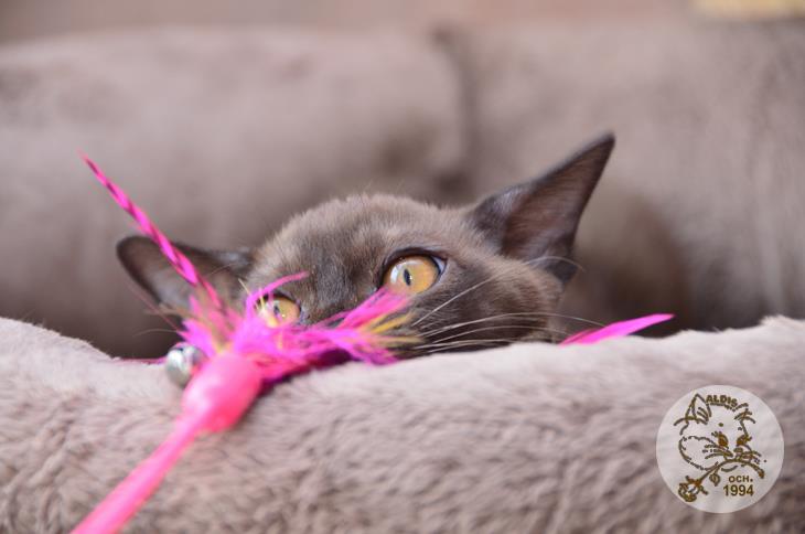 купить котенка бурма питомник