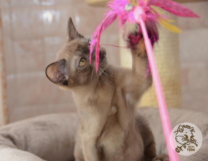 купить котенка бурма питомник