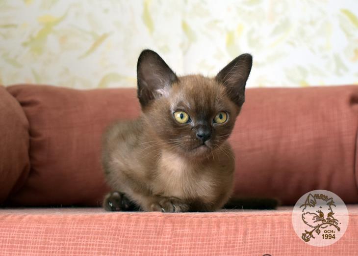 купить котенка бурма питомник