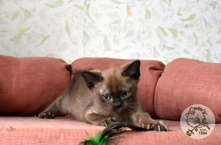 купить котенка бурма питомник