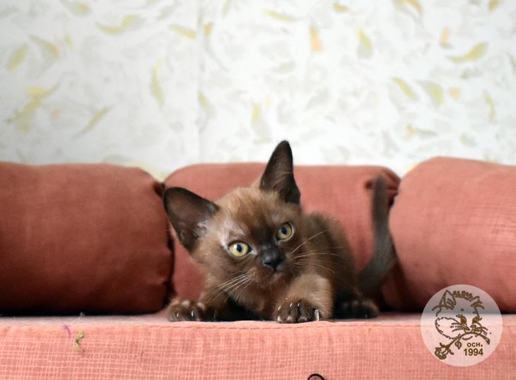купить котенка бурма питомник