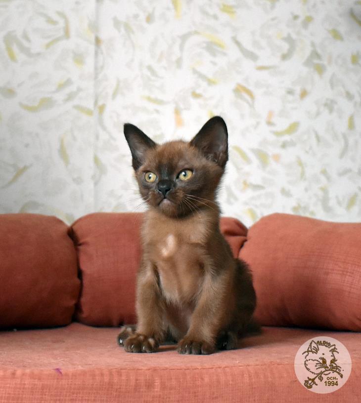 купить котенка бурма питомник