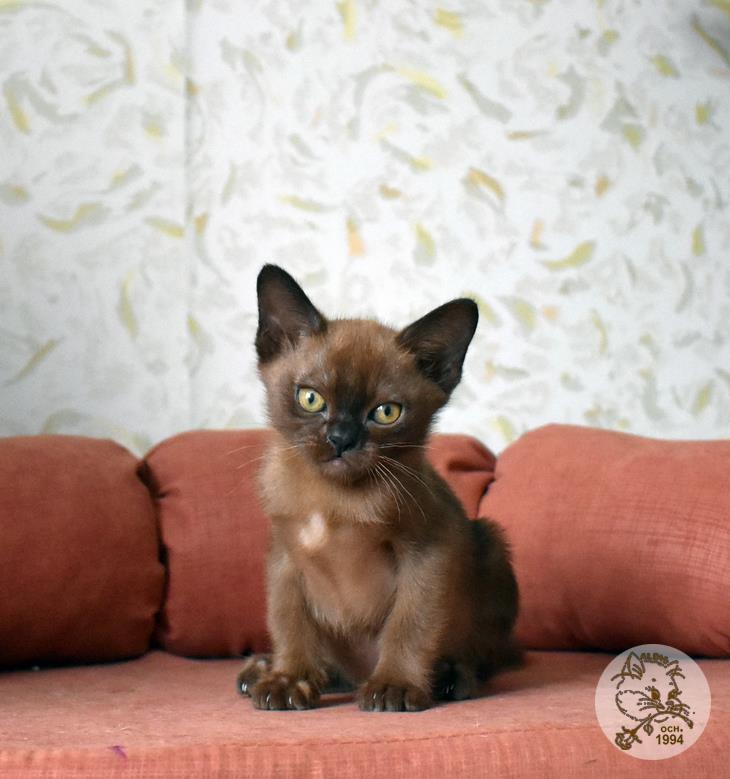 купить котенка бурма питомник
