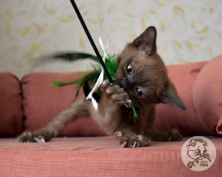 купить котенка бурма питомник