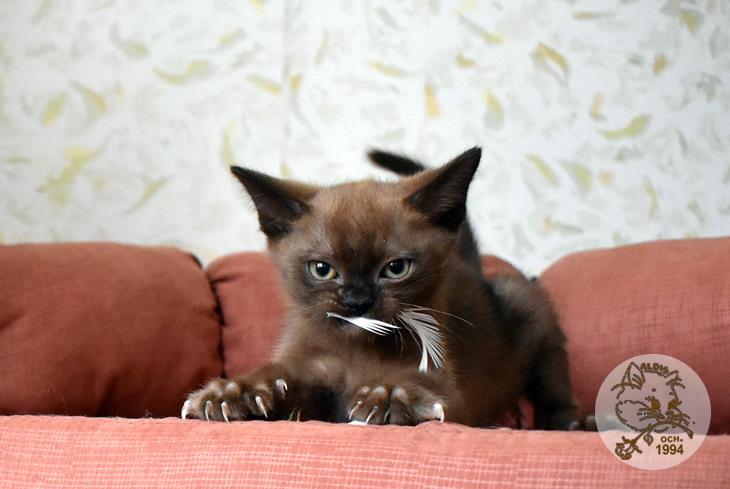 купить котенка бурма питомник