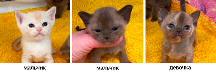 kittens v
