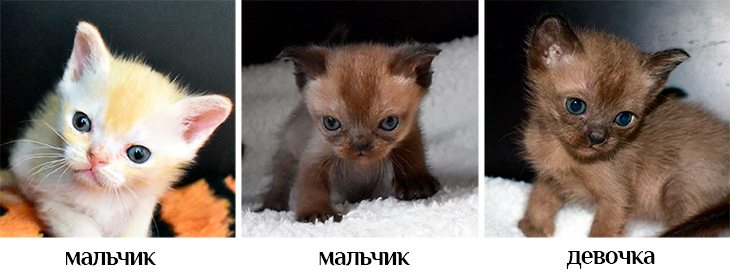 kittens g new