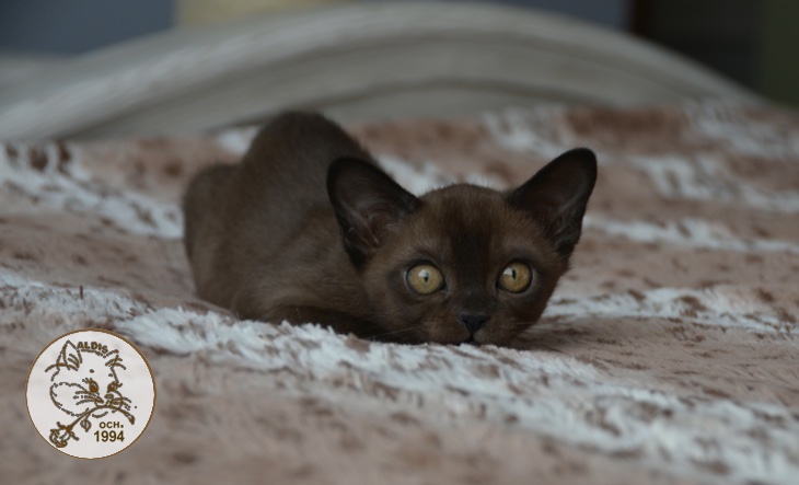 купить котенка бурма питомник
