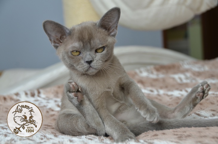 Котенок бурма купить