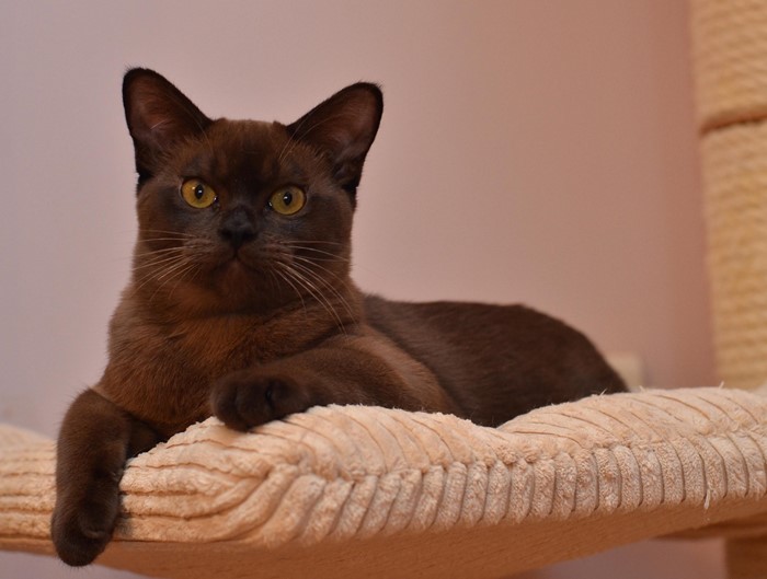 aldis roy 17.01.2015 г.р. свободен