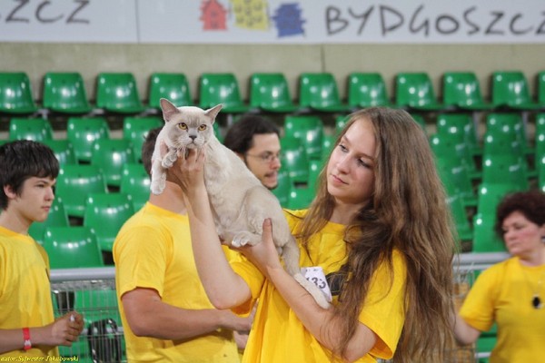 Бурманский кот Алдис Октавиан