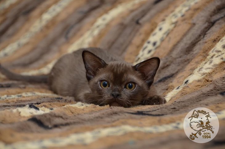 Купить котенка бурма - питомник бурма алдис