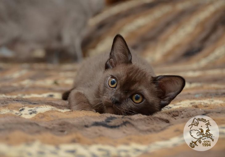 Купить котенка бурма - питомник бурма алдис