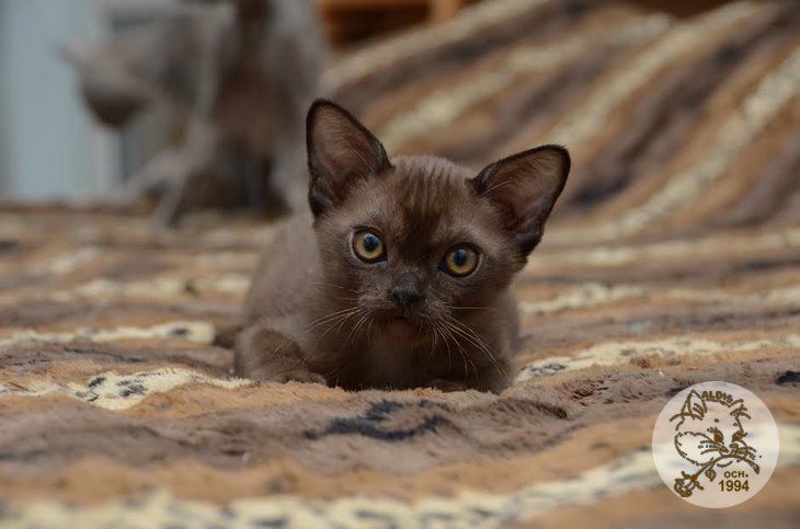 Купить котенка бурма - питомник бурма алдис